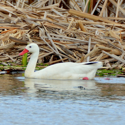 Goscoroba Swan